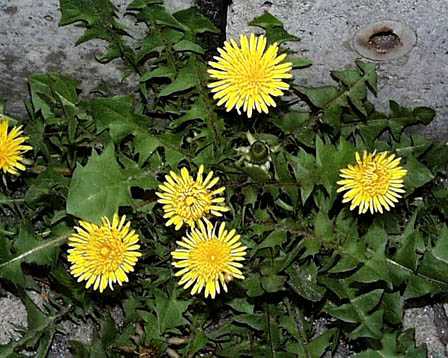 今日の言葉：斎藤茂太