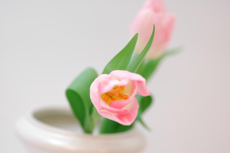 今日の言葉：オードリー・ヘップバーン