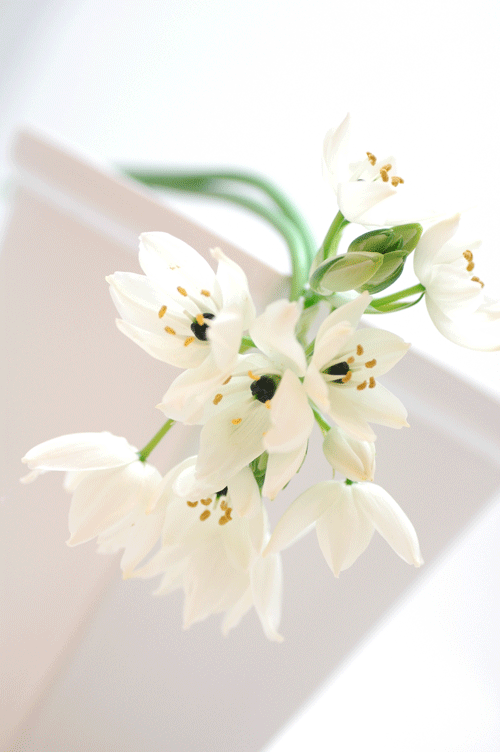 今日の言葉：ジーン・ナイディック