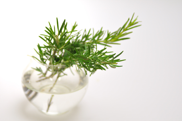 今日の言葉：美輪明宏