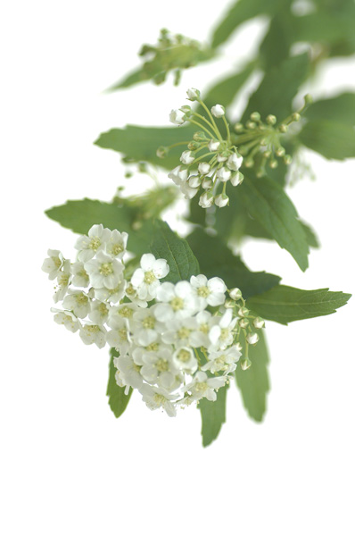 今日の言葉：ゲーテ