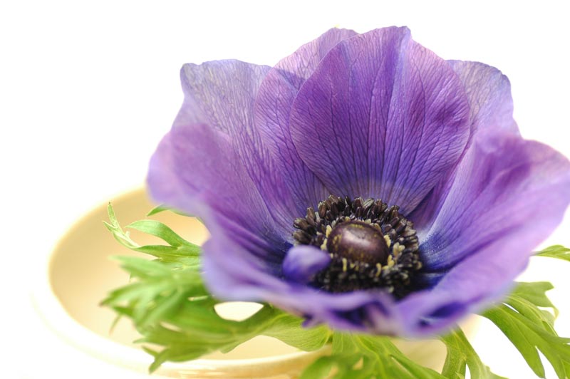 今日の言葉：オードリー・ヘップバーン