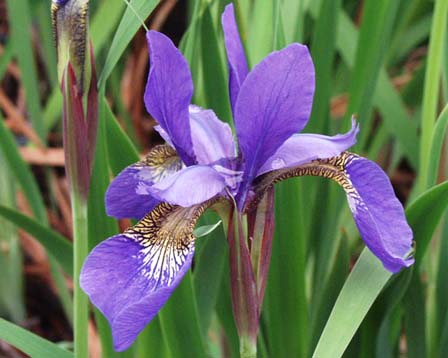 今日の言葉：スティーブ・ジョブズ