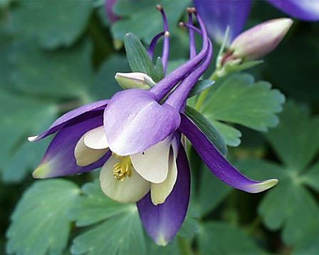 今日の言葉：V・E・フランクル