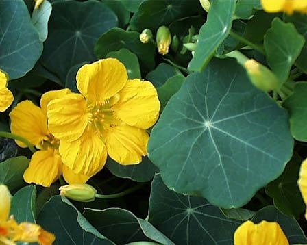 今日の言葉：羽生善治