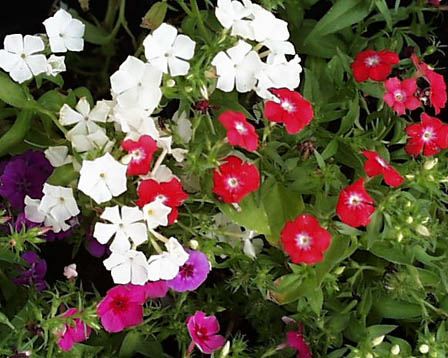 今日の言葉：ダグラス・マッカーサー