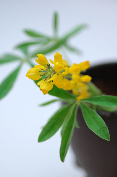 今日の言葉：「愛することを選ぶ」（E・キャディ＆D・Eプラッツ）