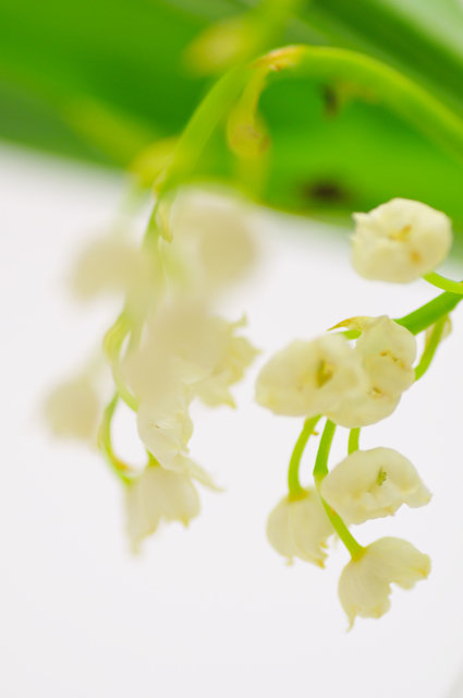 今日の言葉：オードリー・ヘップバーン