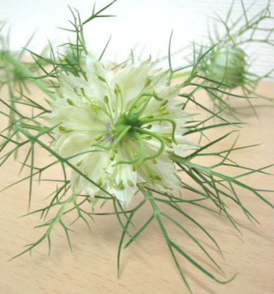 今日の言葉：ヴィクトール・フランクル