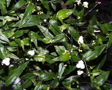 今日の言葉：ヴィクトール・E・フランクル