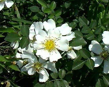 今日の言葉：アレックス・ロビラ