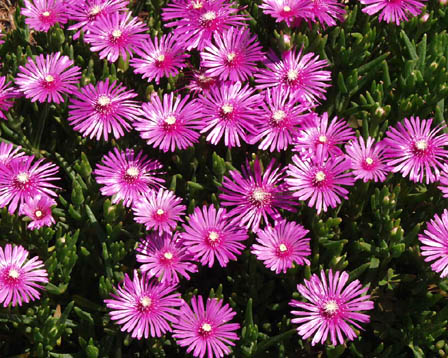 今日の言葉：「人生の贈り物」アレックス・ロビラ