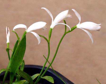 今日の言葉：「幸福の迷宮」アレックス・ロビラ