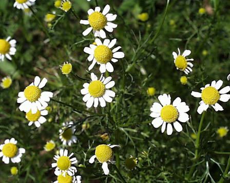 今日の言葉：アレックス・ロビラ