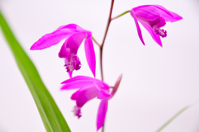 今日の言葉：「愛することを選ぶ」（E・キャディ＆D・Eプラッツ）