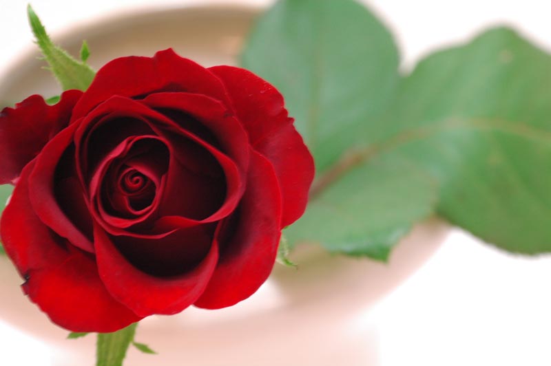 今日の言葉：「愛することを選ぶ」（E・キャディ＆D・Eプラッツ）