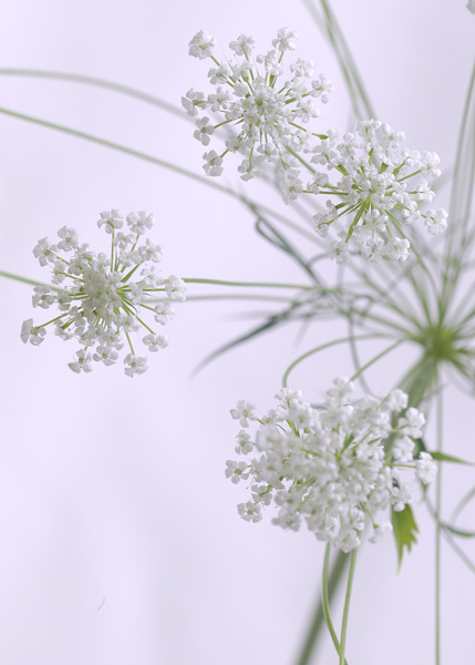 今日の言葉：「幸福の迷宮」アレックス・ロビラ