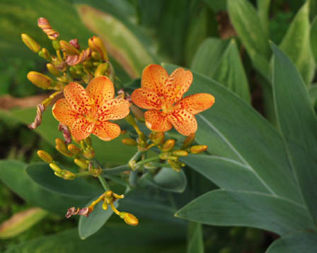 今日の言葉：赤塚不二夫