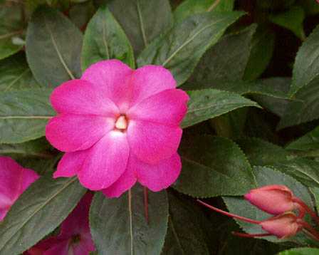 今日の言葉：ヴィクトール・E・フランクル