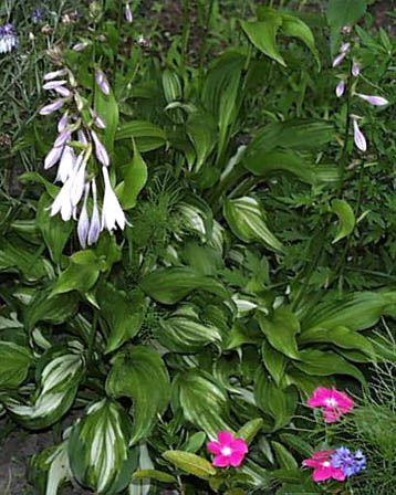 今日の言葉：ユーミン