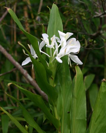 今日の言葉：ヴィクトール・E・フランクル