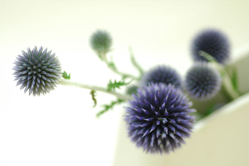 今日の言葉：アレックス・ロビラ